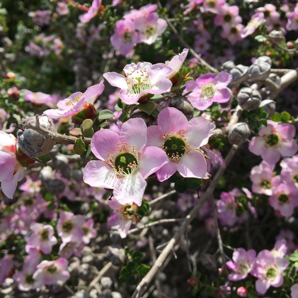 Meet your Posher, Maddie